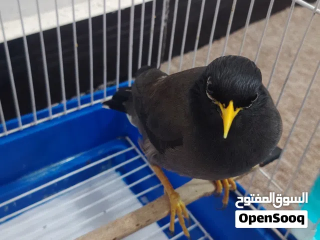 مينا تحچي فول اقره الوصف