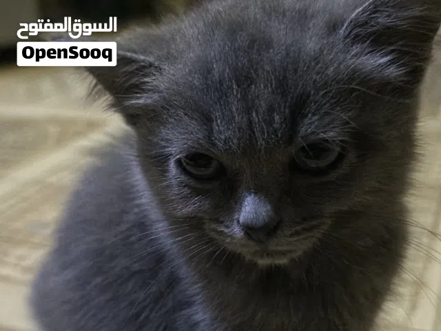 للبيع قطو روشن بلو