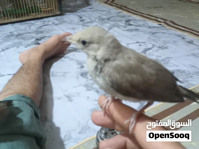 بلابل  هزار اقره الوصف