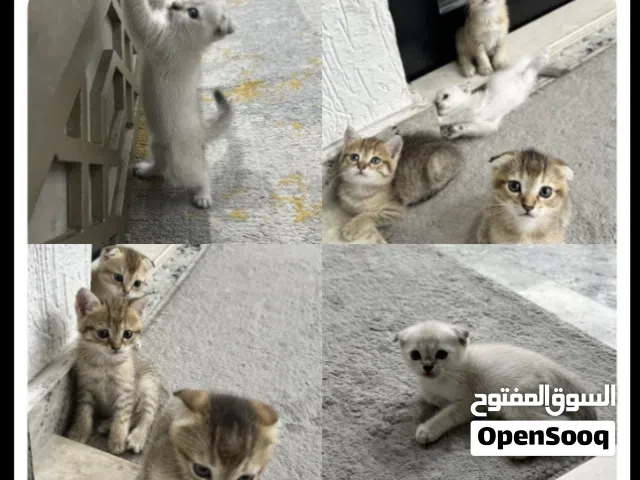 كيتن اعمارهم شهر واسبوعين ذكور واناث