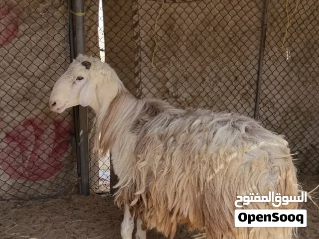 كبش للبيع يعلان