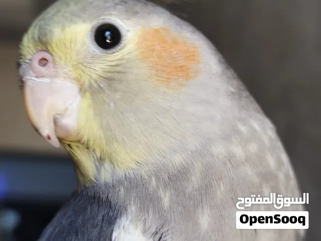 كوكتيل فحل اليف