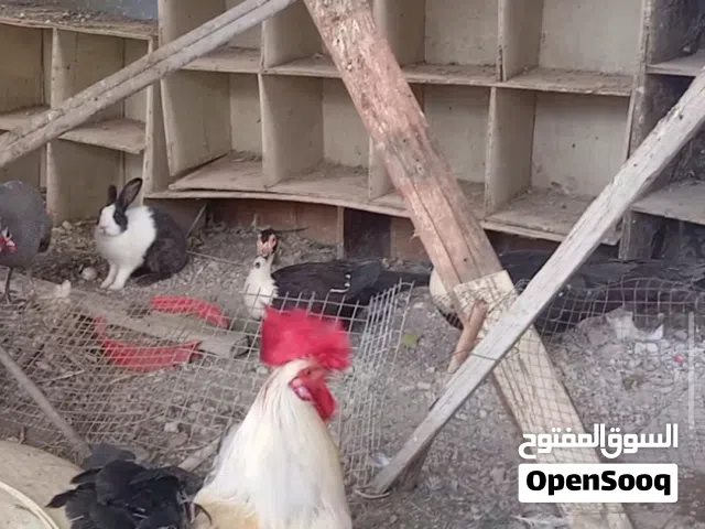 بط وارانب وحمام باكستانيات ودجاج