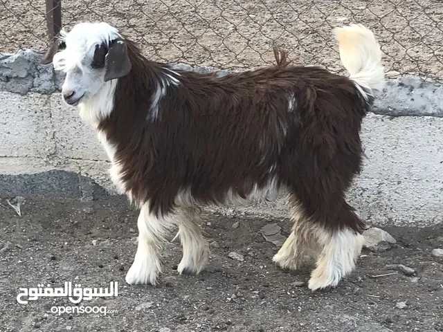 للبيع جدايا