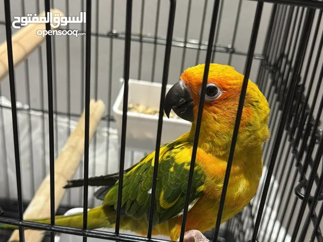 صن كنيور البيع مستعجل