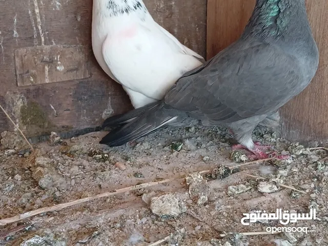للبدل ع عصافير