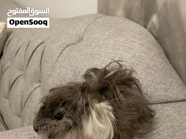 هامستر جيني بيج (((قابل للتفاوض)))