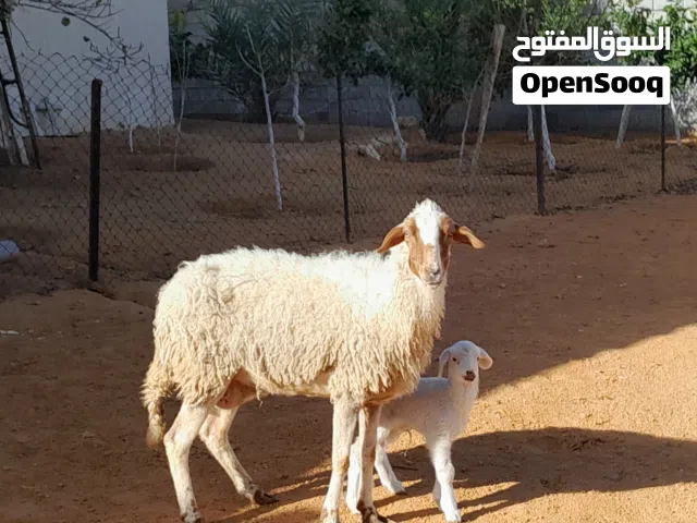 نعجه وطنيه الله يبارك تحتها فطيمه مشالله ناشطه ورويانه عمرها اسبوع سنها جامعه ضرعها سليم