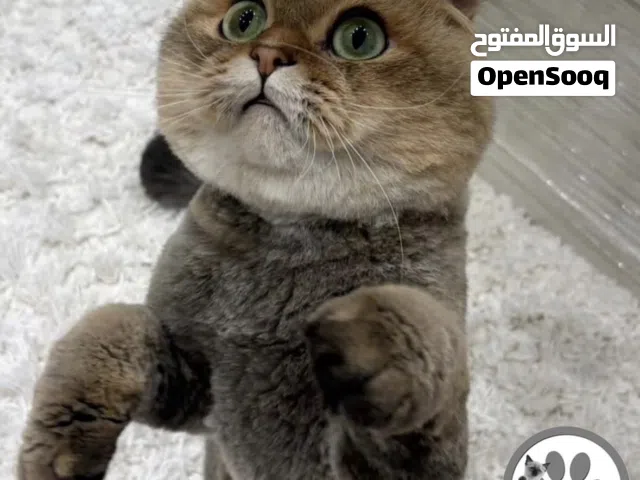 متوفر ذكر سكوتش فولد بيور