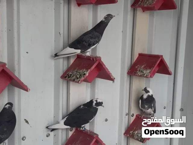 حمام قطيفي قلاب للبيع