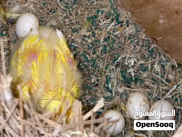 فروخ لوف بيرد جمله