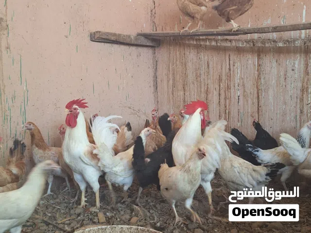 دجاج عماني