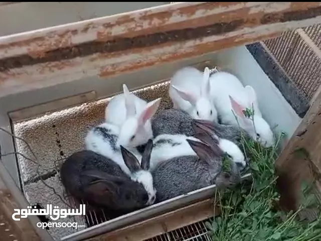 ارانب مهجنه جانبو علي فرنسي