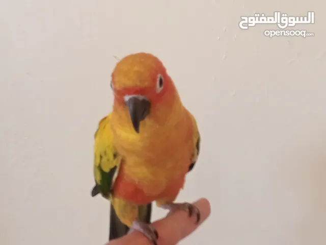 صن كنيور +كوكتيل
