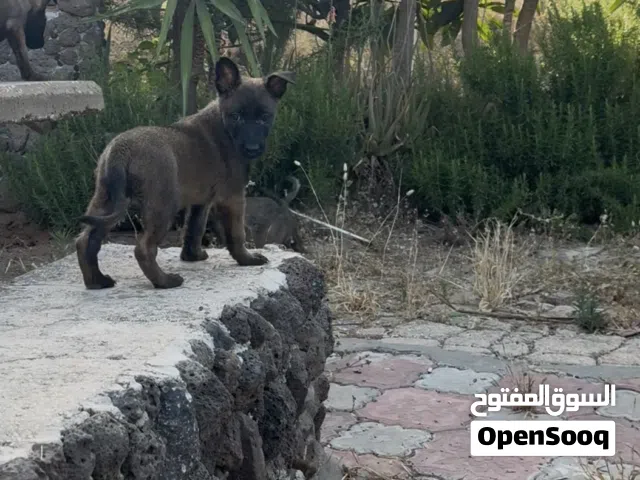 بلجم مالينو مستوى ودرايف عالي جدا شخصية قوية وشراسة بالدم