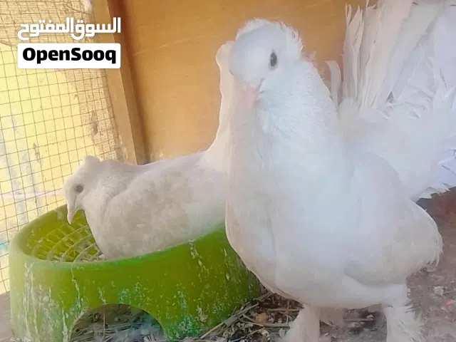 متاح على بركت الله زوج عرايس مطاريد.......