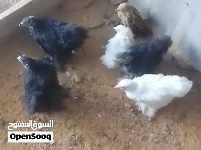 عتاتيق استرالي اسود لماع