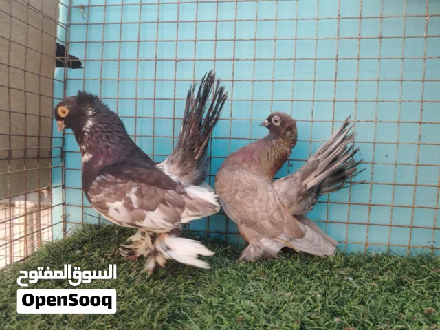 حمام كرنجوا