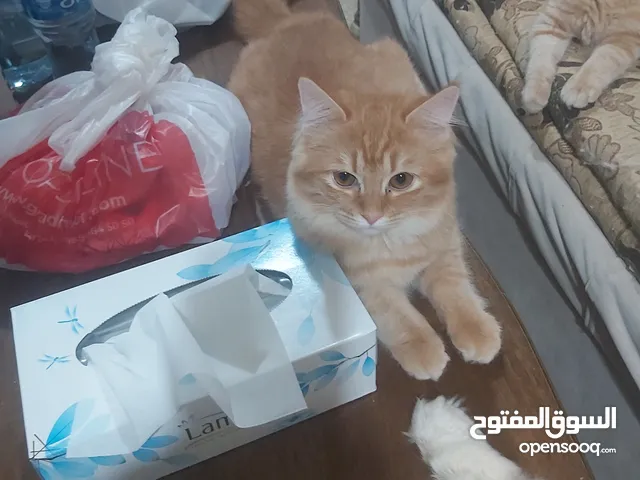 للتبني لدواعي السفر