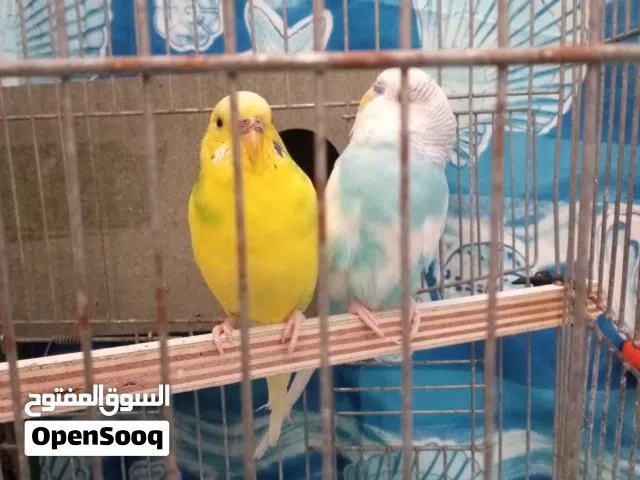 جوز حب للبيع شغالة