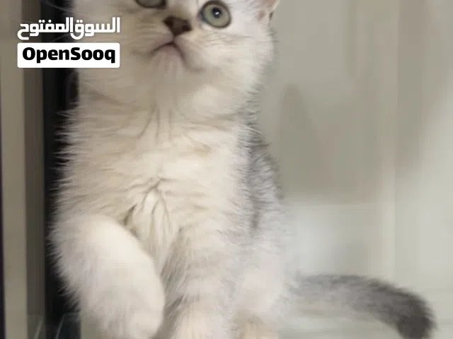 قطط للبيع اقرأ الوصف بالاسفل
