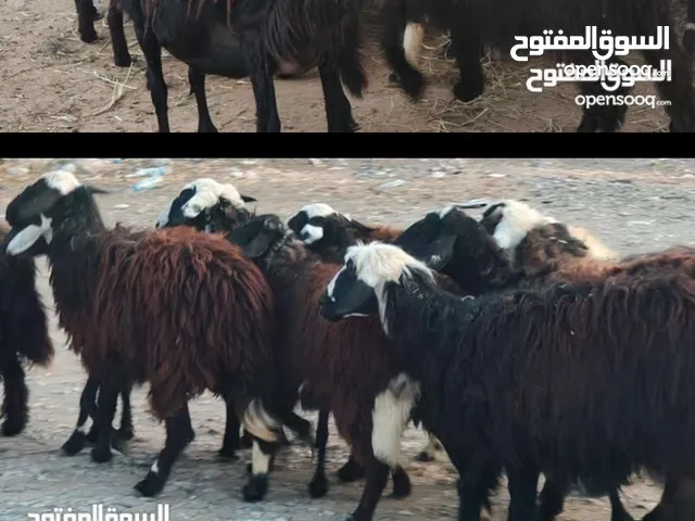 مجموعة جعد مع كبش ماشاء الله ضخمات الحلال اغلبه عشار ممتازات للتربية