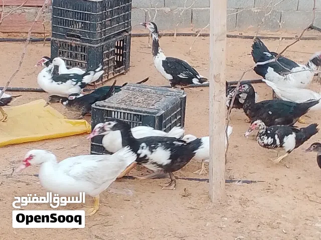 بط لبيع جمله أو قطاعي ومع شاري منقصروش