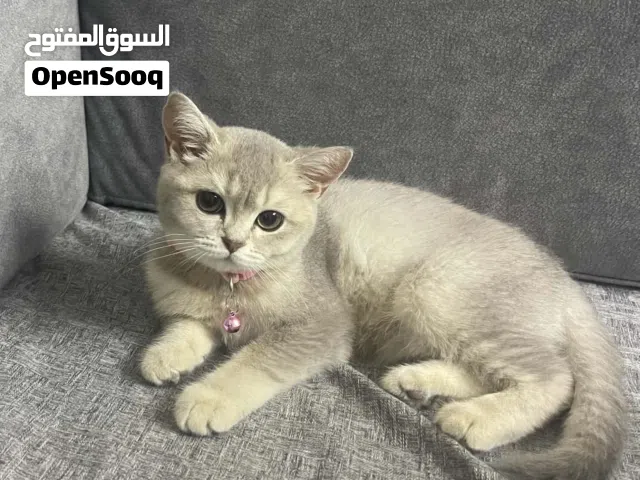 برتش شورت هير