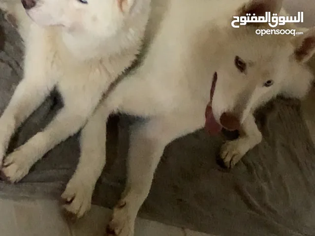 للبيع كلاب نوعين وايت جيرمن وهاسكي على السوم