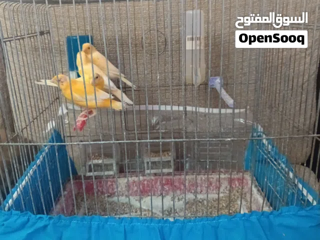 كناري جميل وصحي للبيع - عمر 6 أشهر - نشيط ويغرد الواحد 12 فيه مجال