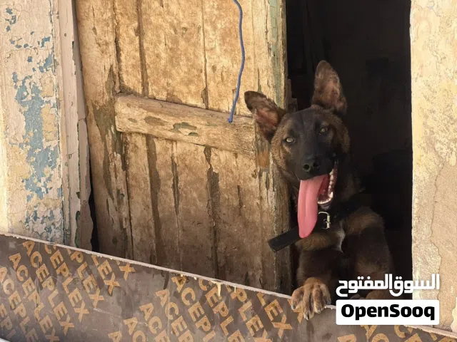 جروه ملينوا   افاري ب بيتبول