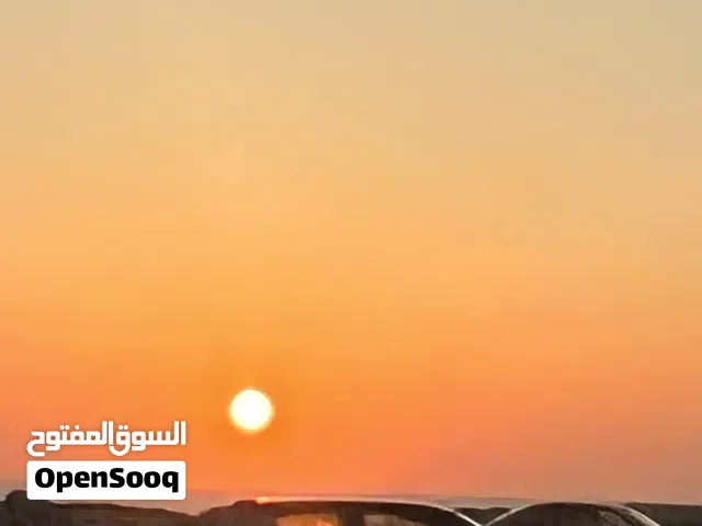 مطلوب كلب للتبني اي نوع غير يكون نصيف