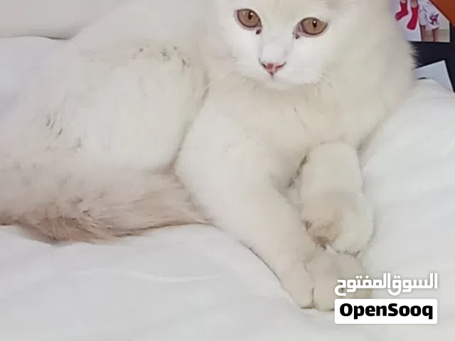 قط شيرازي للبيع