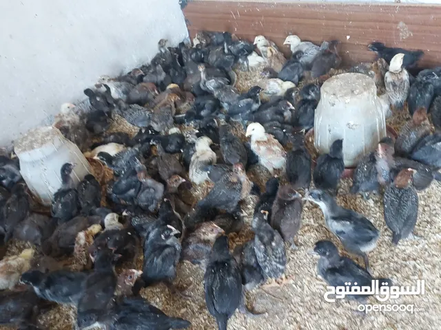 صيصان بلدي