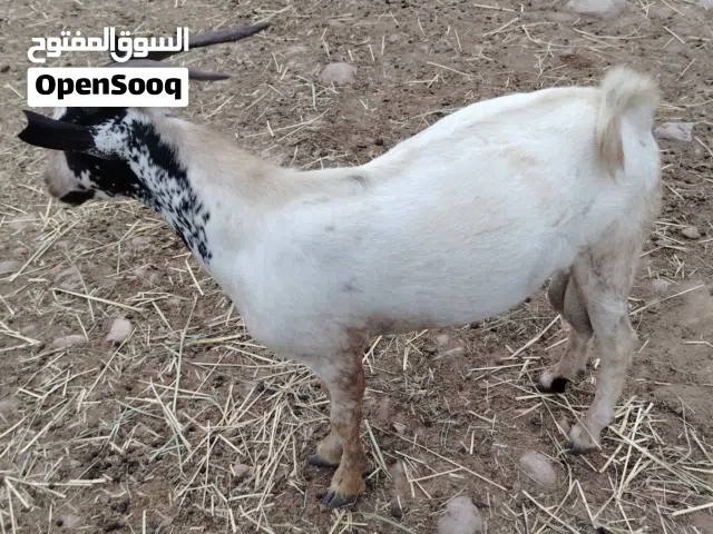 تيس  للبيع