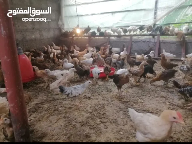 دجاج عماني للبيع..