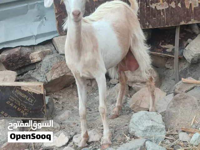 للبيع غنم اللي يريد مال حليب