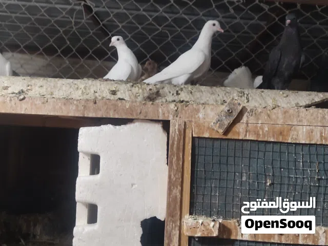 حمام وقواق ابيض للبيع