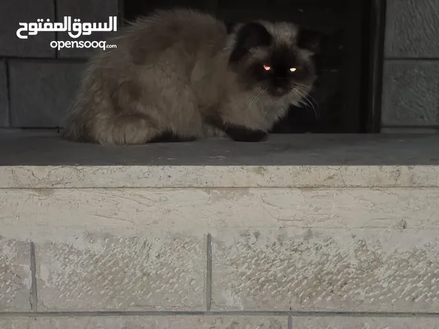 قطه هملايا