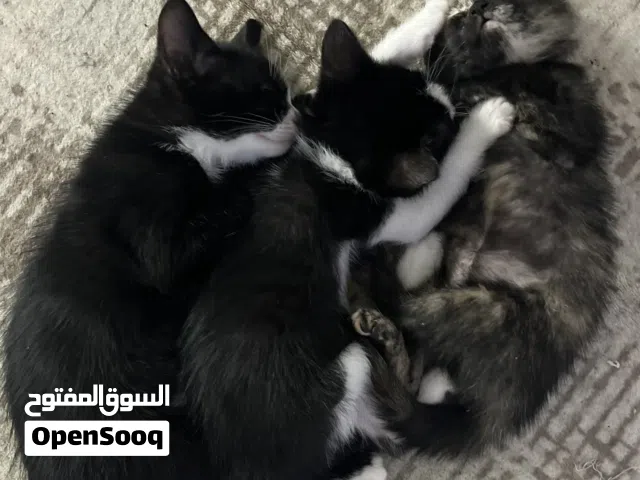 قطط للتبني اربيل