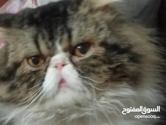 قط بيرشين زورار للبيع