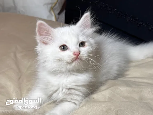 2 قطط شيرازي  )2 shirazi kittens