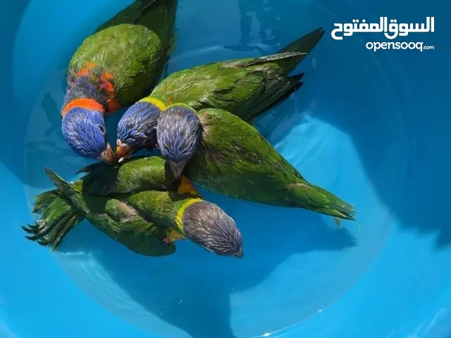 للبيع لوري زينيو انتاج محلي حجم سوبر جامبو أليف جدا عليهم حجل