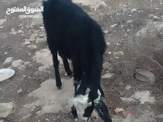 عنز بندوق شامي للبيع لحم ماشاءالله عليها