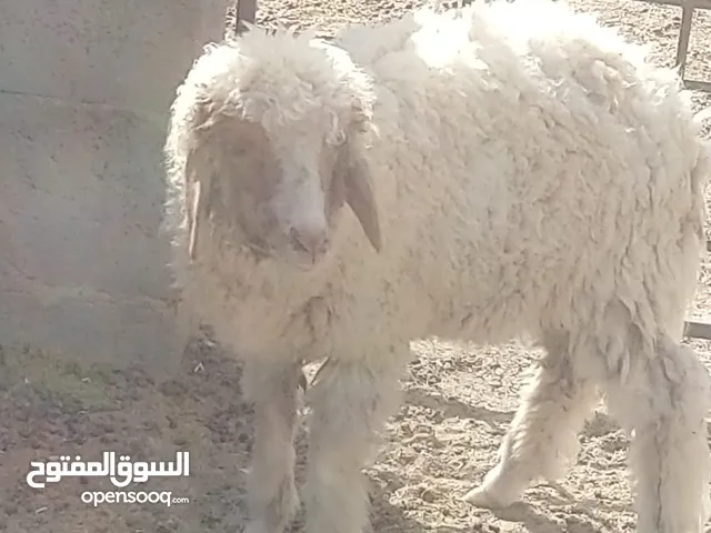 للبيع كبش عماني لتربية او لذبح