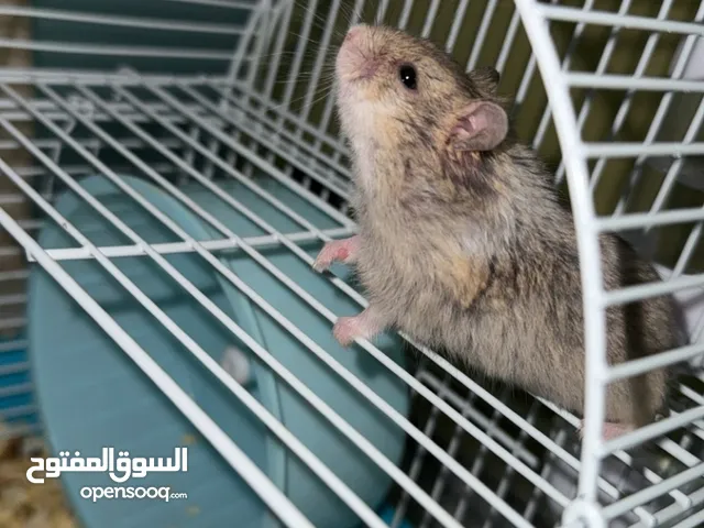 هامستر روسي للبيع – جميع الألوان والأعمار متوفرة!