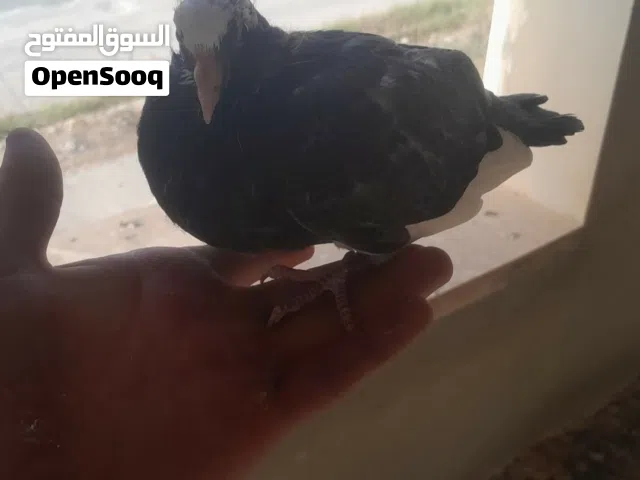 خمس زغليل للذبح