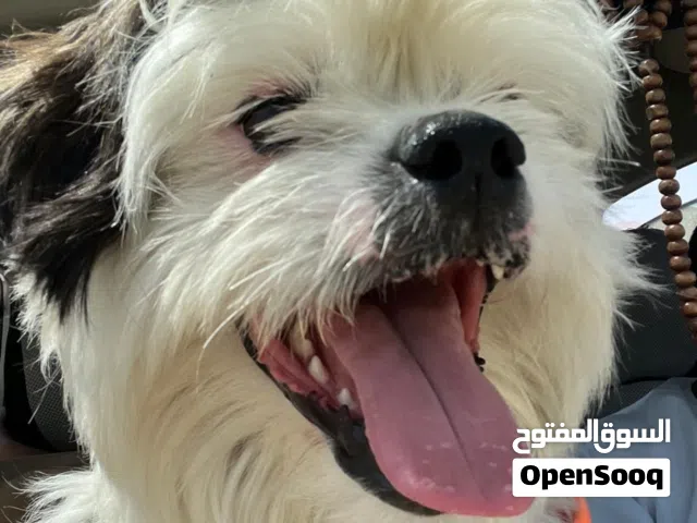 للبيع أو للبدل بطيور أو حيوانات  كلب  أليف من الأخر ومتدرب ع كل حاجة