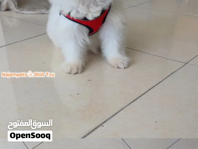 كلاب زينة - انثىً شيتزو متوفرة الان بأسعار جيدة ومناسبة راسلني مباشرة إذا كنت مهتمًا شكرا