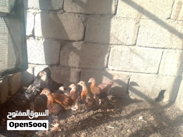 افراخ دجاح زوج
